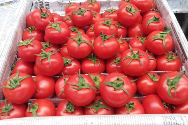 Rusiyaya pomidor aparıb satmaq istəyənlərə ŞAD XƏBƏR
