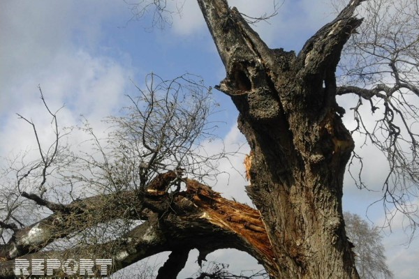 Güclü külək Tərtərdə yüz yaşlı çinar ağacını aşırdı - VİDEO