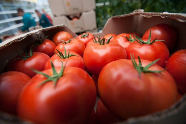 Rusiya 15 ton  pomidoru Azərbaycana QAYTARDI