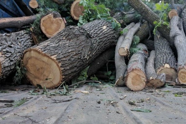 Paytaxtda "yaşıl soyqırım": bir gecədə 130 ağacı kəsdilər -VİDEO