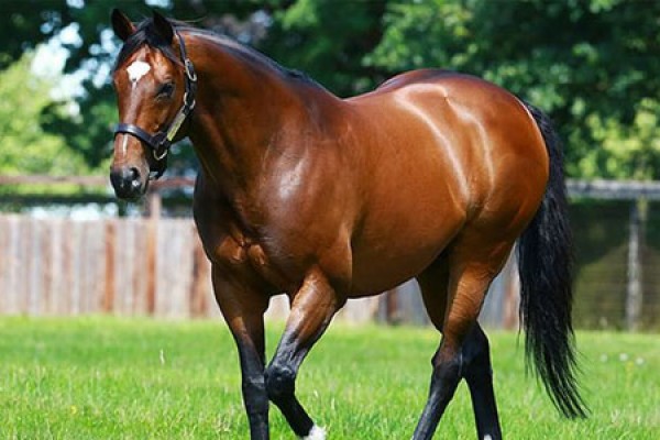 Dünyanın ən bahalı atı