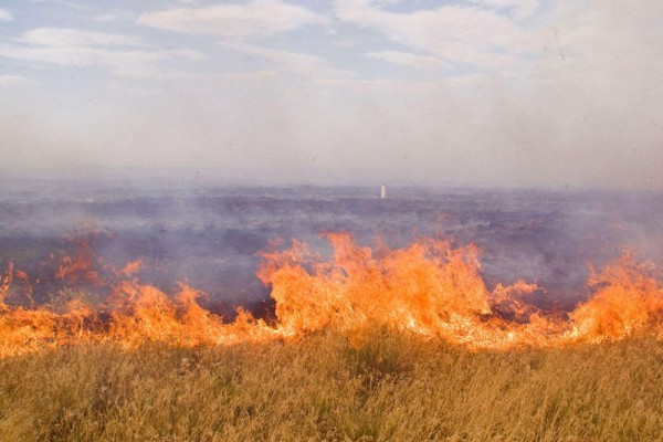 Füzulidə 15 ha biçilməmiş taxıl sahəsi yandı 