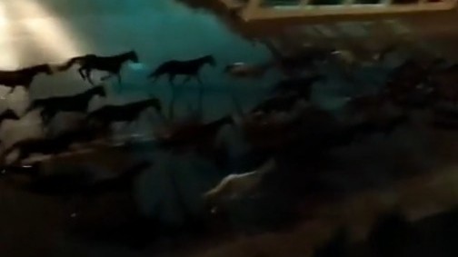 Polislər yola çıxan at ilxısını belə yaxaladı - BAKIDA (Video)