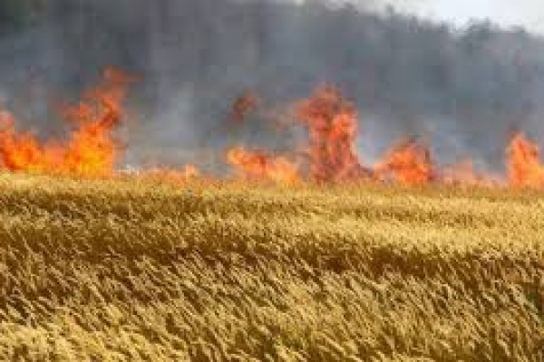 Göyçayda 90 hektar biçilmiş taxıl sahəsi yandı 