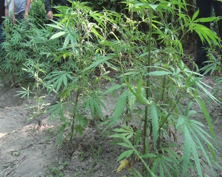 Qohumlar birlikdə narkotik bitki becərdilər - Zaqatalada