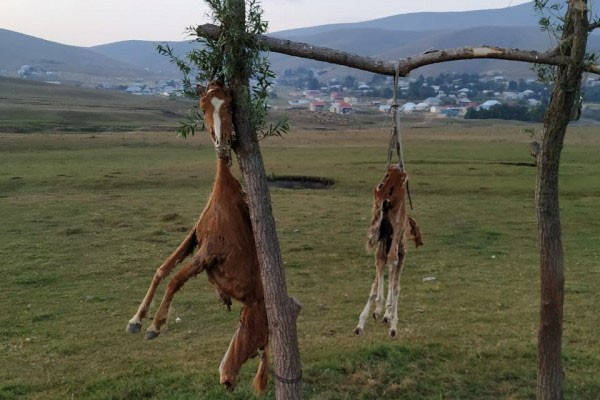 Azərbaycanda görünməmiş vəhşilik: At və balasını öldürüb, dirəkdən asdılar (FOTOLAR)