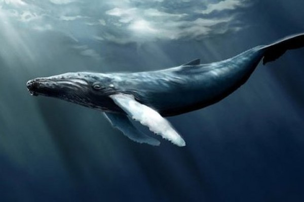 “Mavi balina” oynayan ailənin tək övladı ÖZÜNÜ ÖLDÜRDÜ