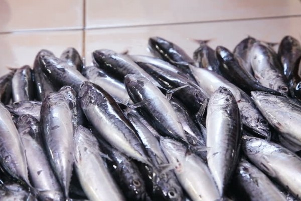 "Bazarlarda, yol qıraqlarında balıq satanlar cəzalandırılır" - DİN rəsmisi