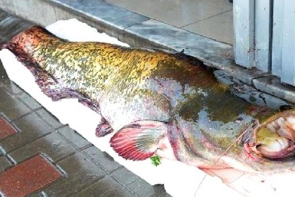 Balıqçılar 100 kiloqram ağırlığında balıq tutdular - VİDEO