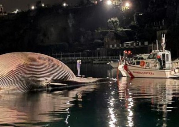 İtaliya sahillərində nəhəng balina ölü tapıldı 