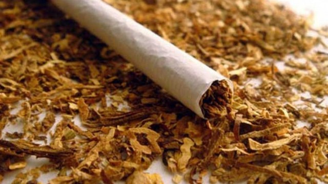 Azərbaycanda tütün istehsalı artıb 