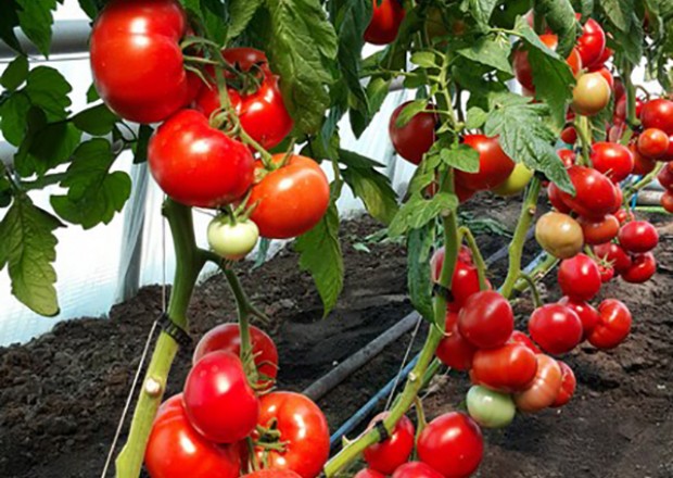 İspaniyadan Azərbaycana gətirilən pomidor toxumunda virus aşkarlandı 