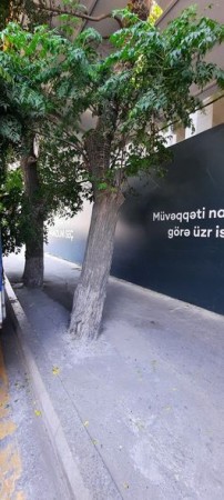 Bakıda ağacların kəsilməsi ilə bağlı cinayət işi açıldı - FOTOLAR (YENİLƏNİB)