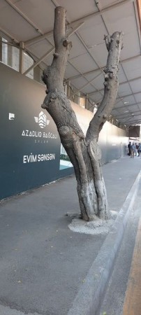 Bakıda ağacların kəsilməsi ilə bağlı cinayət işi açıldı - FOTOLAR (YENİLƏNİB)