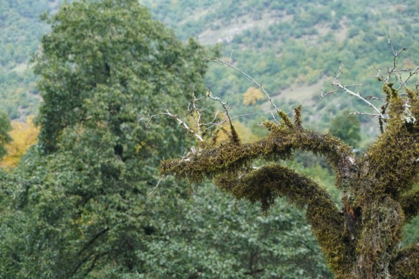 Azərbaycanın milli parklarından payız görüntüləri - FOTOLAR