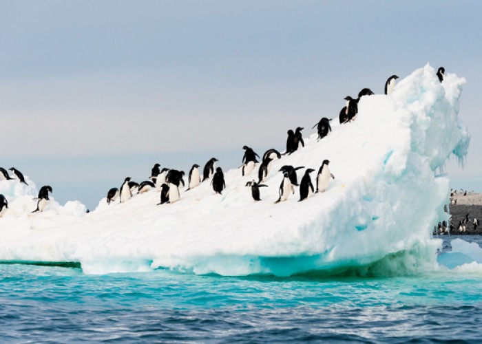 Antarktikada pinqvinləri saymaq üçün işçi axtarılır