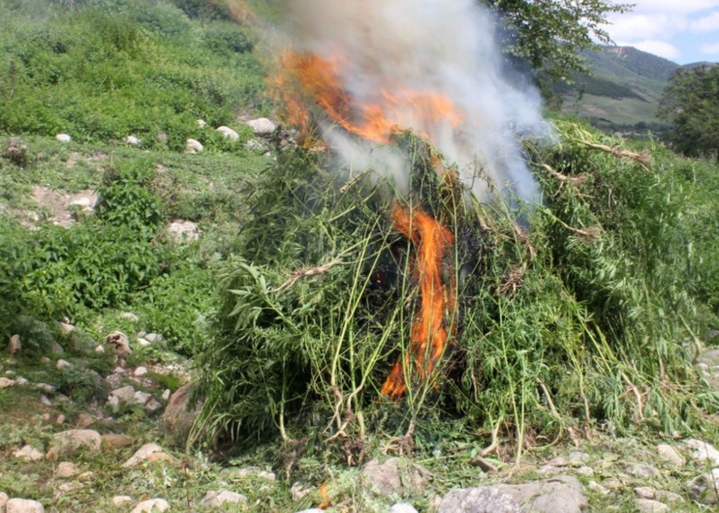 Azad olunmuş ərazilərdə aşkarlanan narkotik xassəli bitkilərin miqdarı açıqlandı