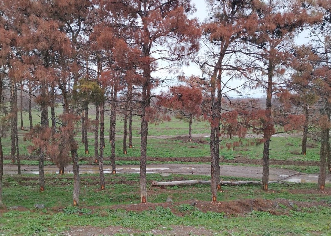Ziyanvericilərin törətdikləri xəstəliklər səbəbindən qurumuş ağaclar götürülür - FOTO