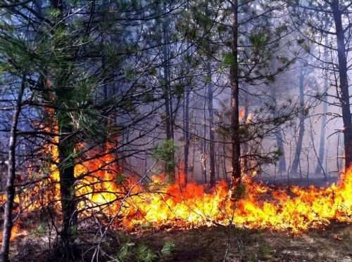  Facebookda izləmə rekordu qırmaq üçün meşədəki ağacları yandırdı- 25 İL HƏBS GÖZLƏYİR -VİDEO