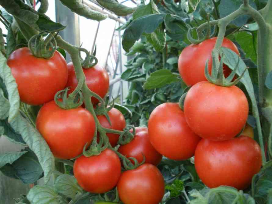 Mənfi 40 dərəcədə də pomidor yetişdirilir - Türkiyədə