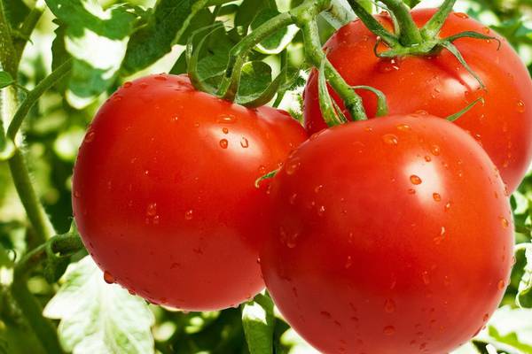 Pomidorun qiyməti kəskin     UCUZLAŞDI  -  VİDEO