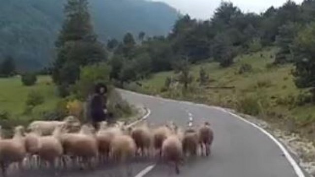 Qoyunlar çobanı başları ilə öldürdülər -  VİDEO
