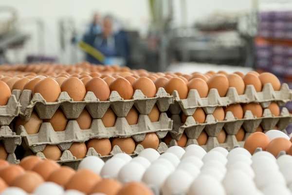 Azərbaycan xaricə 2,5 mln. dollarlıq yumurta satdı 