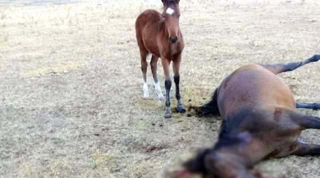 At oğrularından VƏHŞİLİK:    Onlarla getmək istəməyən atı balasının yanında öldürdülər (FOTO)