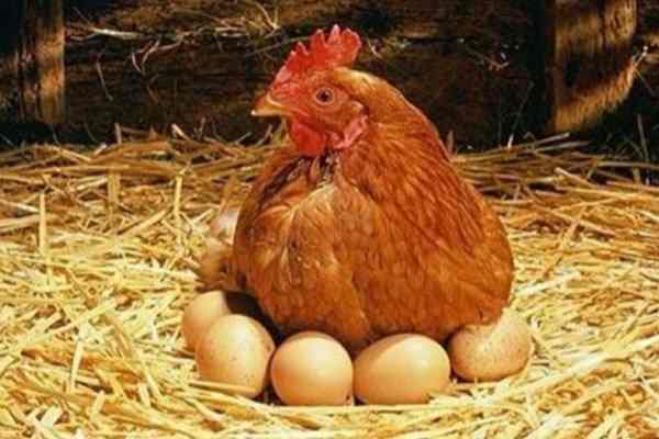 Yumurtanın qiymətini kim bahalaşdırır? 