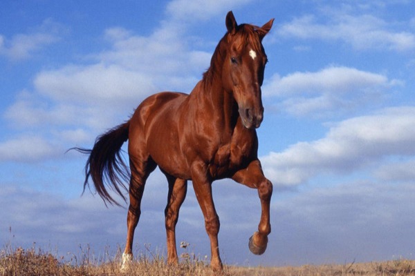 Cəlilabadda kənd sakinlərinin atları oğurlandı 