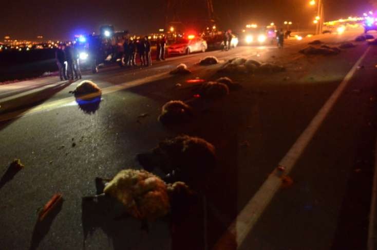 Qazaxda QƏZA:   Audi çobanı və 57 baş qoyunu vurdu