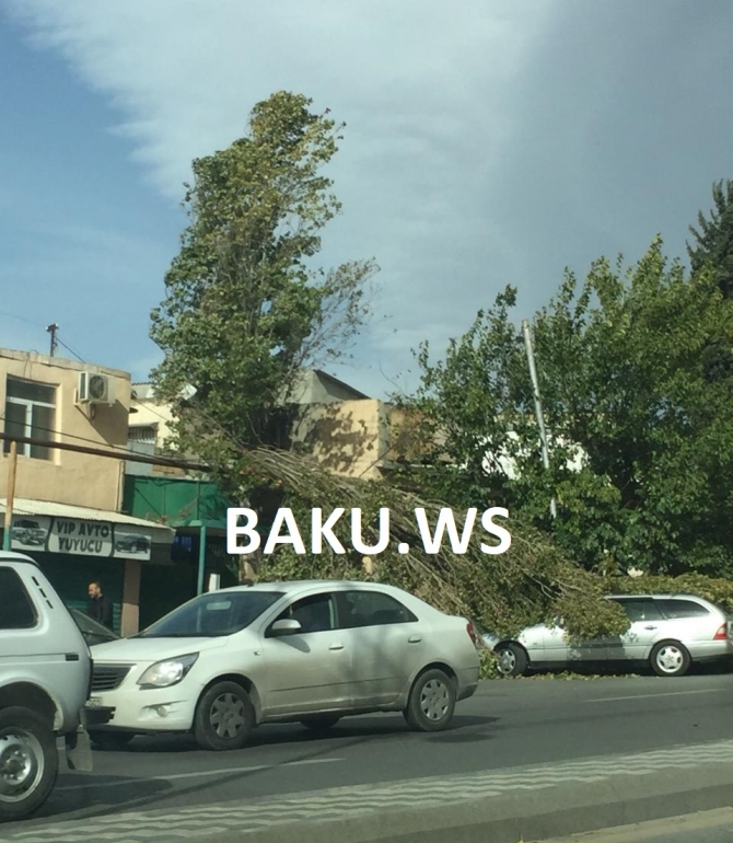 Bakıda ağac maşınların üstünə aşdı -   BŞİH gücləndirilmiş rejimə keçdi (FOTO)
