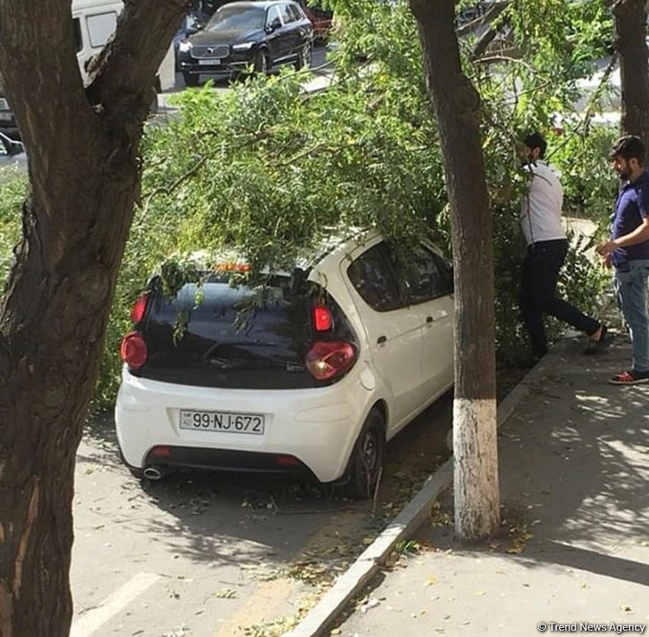 Bakıda ağac maşınların üstünə aşdı -   BŞİH gücləndirilmiş rejimə keçdi (FOTO)