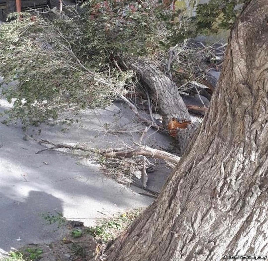 Hövsanda ağac aşdı, 4 nəfər ölümcül yaralandı    - FOTO