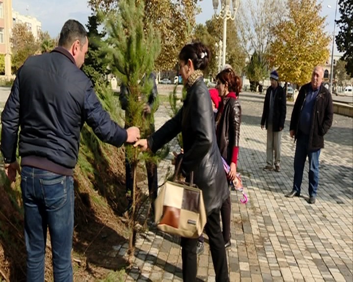 120 minə yaxın pulsuz ağac tingi paylanıldı   - FOTO