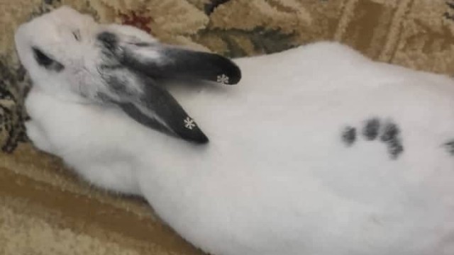 Bakı sakini dovşanına təntənəli ad günü keçirdi - (FOTO-VİDEO)