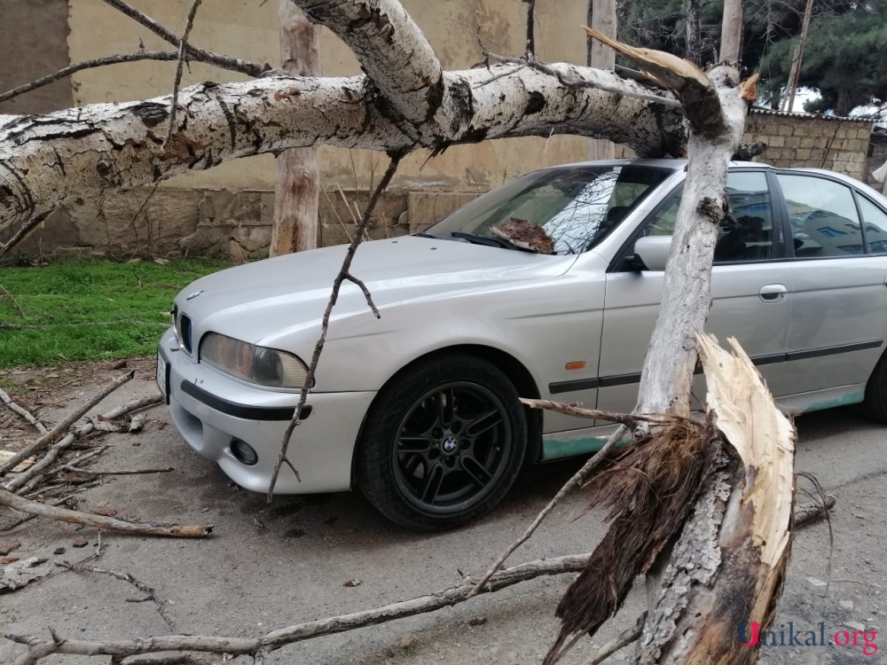 Nəsimidə külək ağac "BMW"nin üzərinə aşırdı - FOTOLAR