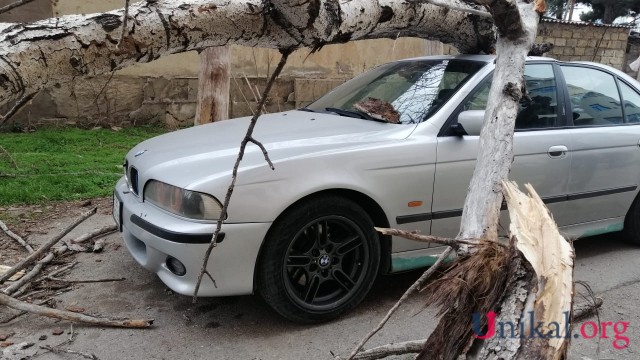 Nəsimidə külək ağac "BMW"nin üzərinə aşırdı - FOTOLAR