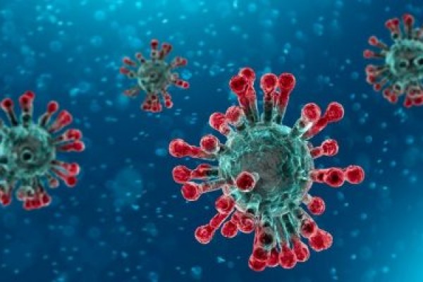 Koronavirus heyvanlar arasında da yayılır 