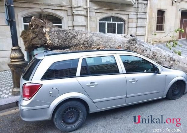 Bakıda ağac avtomobilin üzərinə düşdü - FOTO