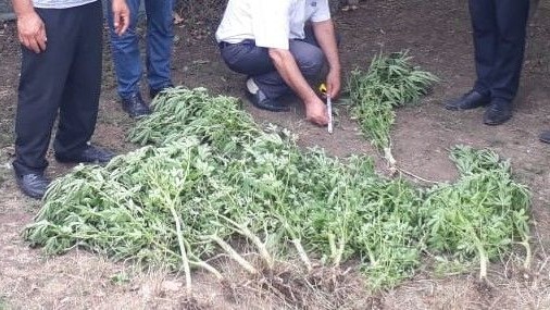 Həyətində narkotik tərkibli bitkilər yetişdirən Masallı sakini saxlanıldı 