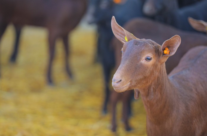 “Murciana” keçilərinin satışına başlanıldı- FOTOLAR