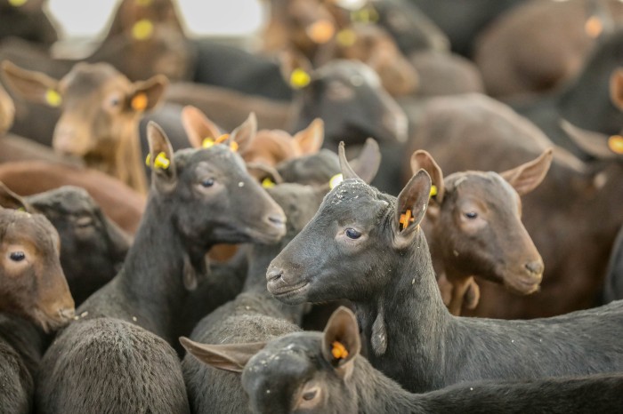 “Murciana” keçilərinin satışına başlanıldı- FOTOLAR