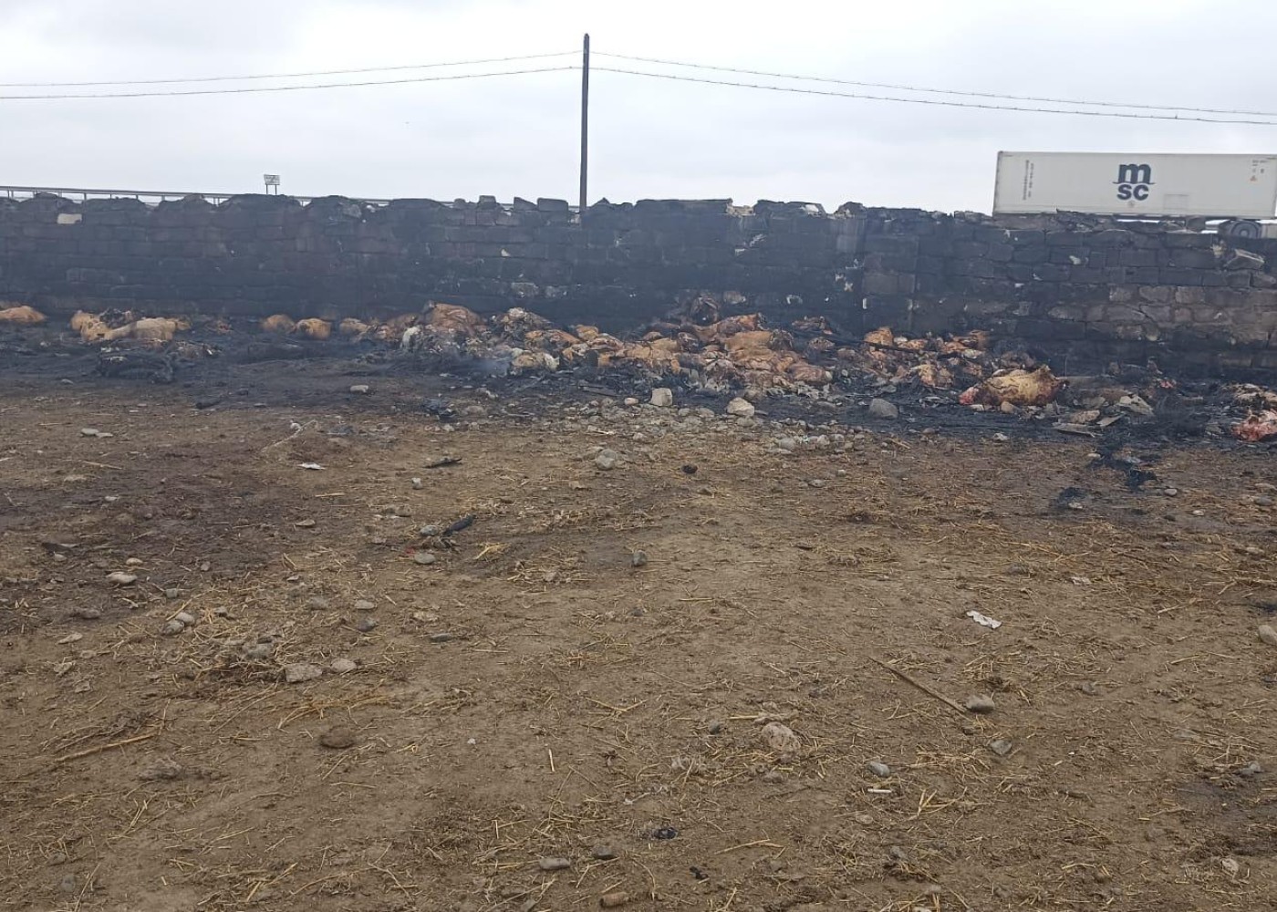 Goranboyda ferma yandırıldı - 230 baş heyvan tələf oldu - FOTO