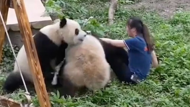 Pandalar zoopark işçisinə hücum ETDİ