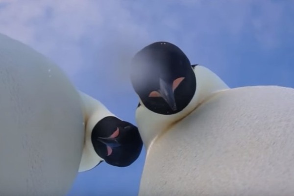 Antarktidada pinqivinlərin selfisi - VİDEO